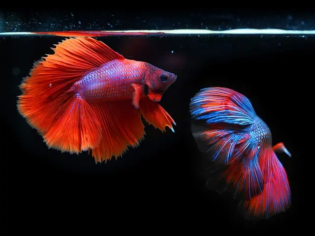 Les poissons d'eau douce : diversité et espèces à découvrir