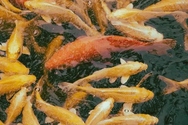 Les poissons des rivières : diversité et adaptations incroyables
