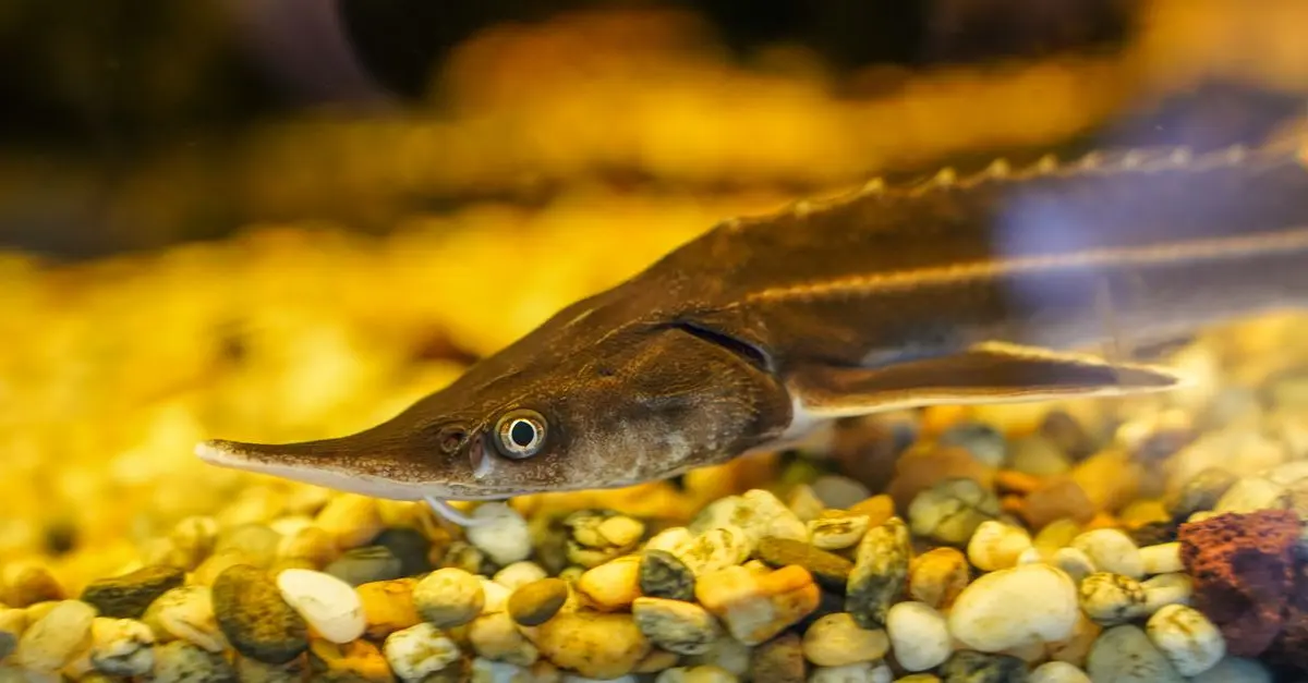 Les 10 poissons les plus menacés au monde
