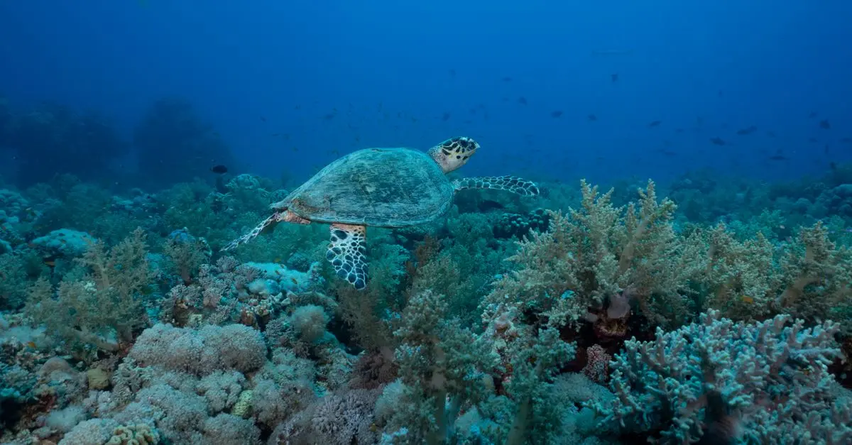 Top 10 des poissons en danger d'extinction à connaître