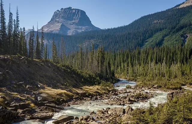 Explorer les Poissons des Rivières : Biodiversité et Adaptations