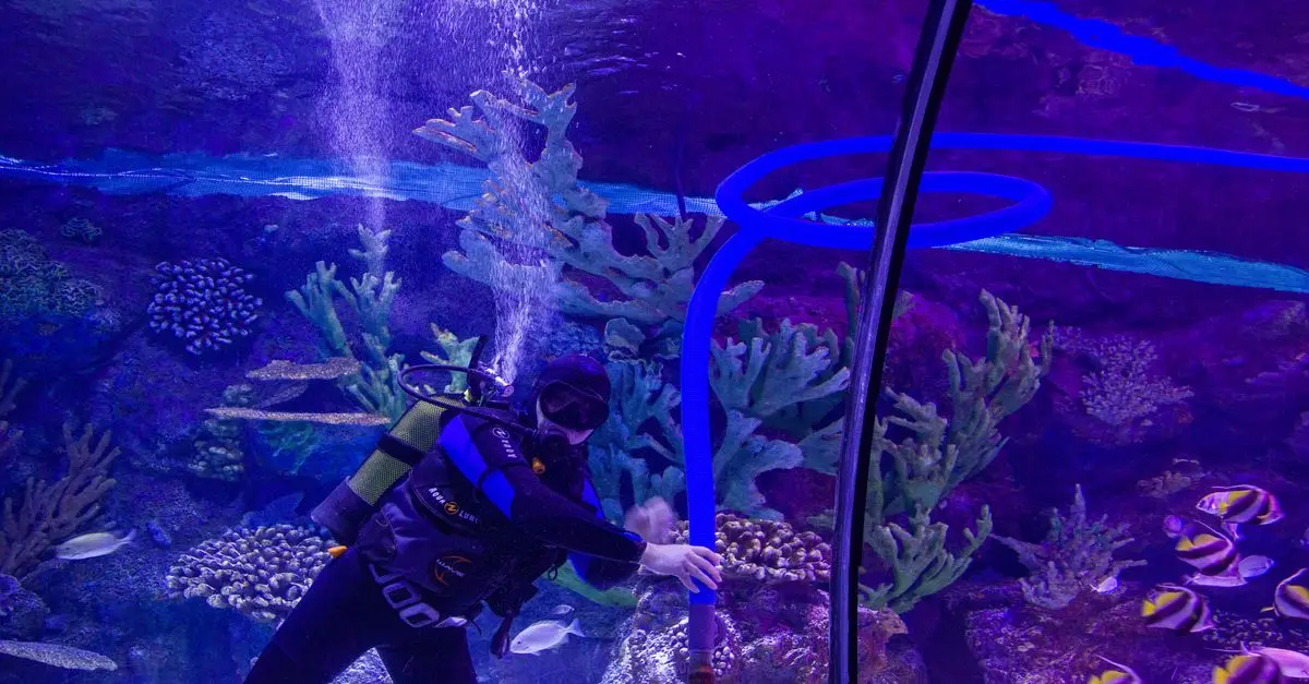 Les Techniques de Plongée pour Observer les Poissons