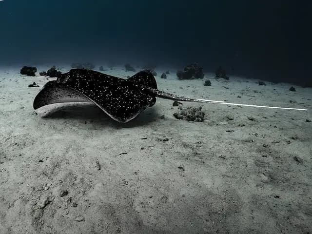Les Poissons Atypques: Espèces Improbables à Découvrir