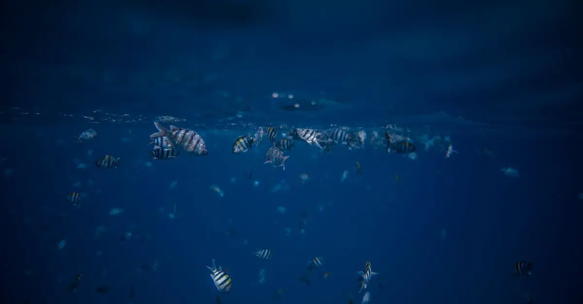 Les Dernières Découvertes 2026 : Nouvelles Espèces de Poissons