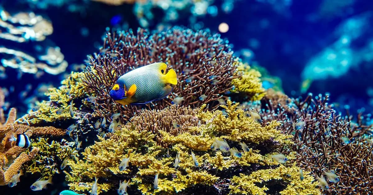 Les espèces de poissons les plus fascinantes à travers le monde