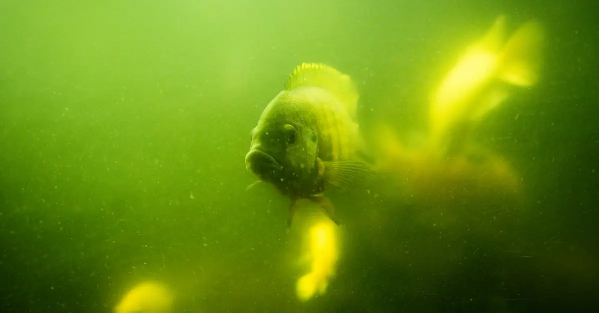 Conseils pour un aquarium planté réussi