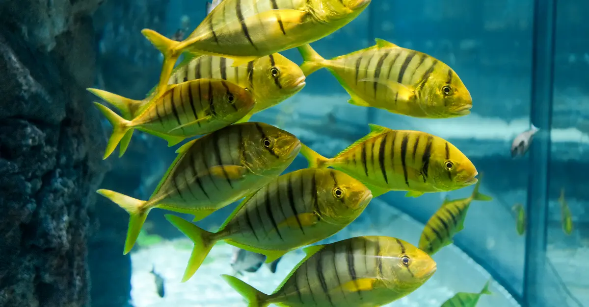 Top 10 des poissons les plus populaires à travers le monde