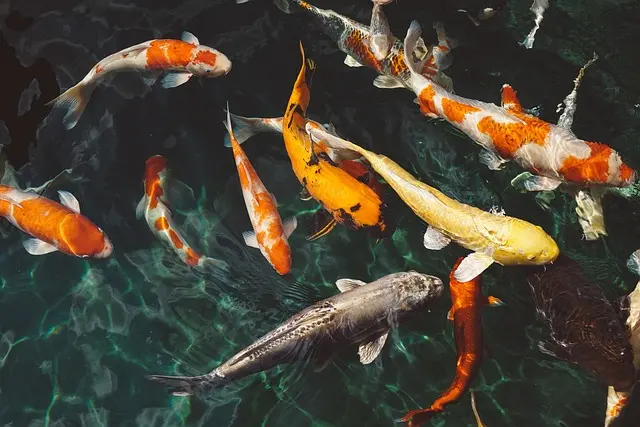 Découverte des poissons migrateurs : un phénomène fascinant