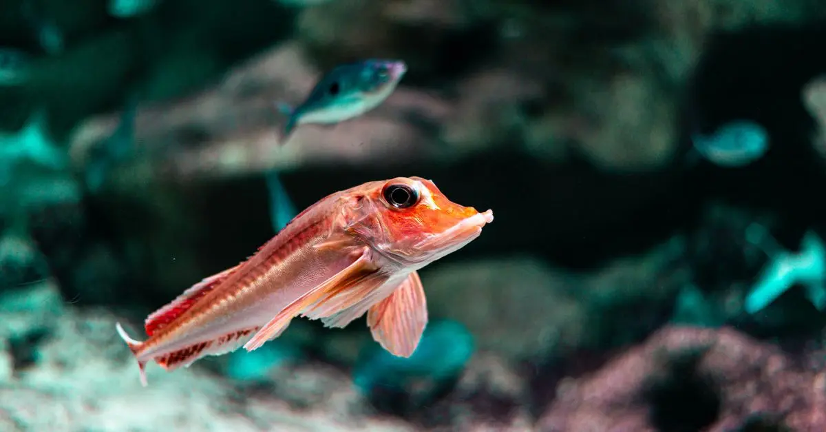 Les secrets des poissons bioluminescents