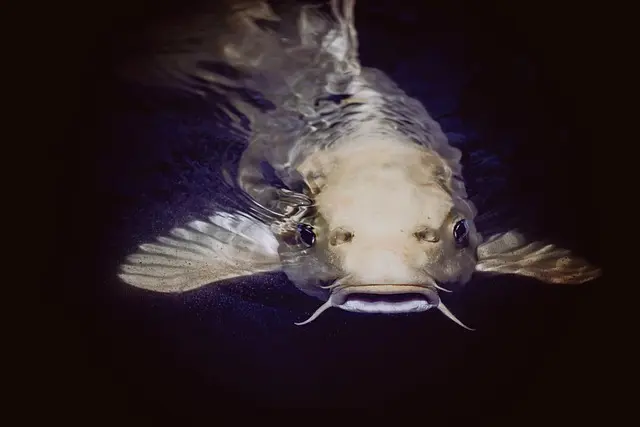 Les Poissons D'Amazonie : Espèces Étonnantes à Découvrir