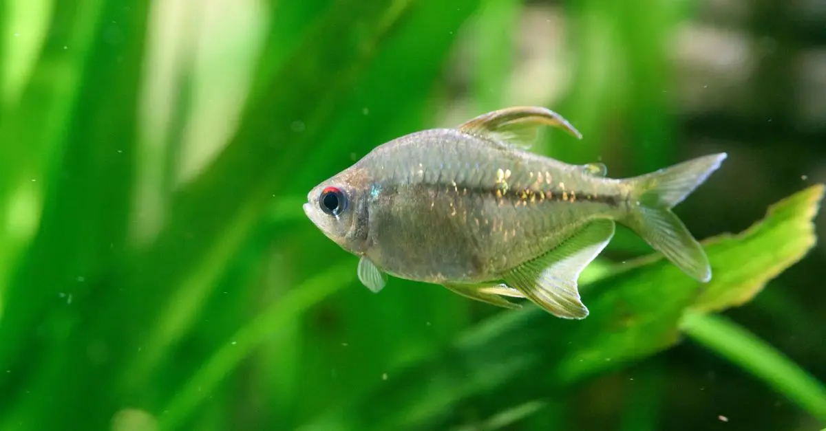 Top 7 des accessoires indispensables pour aquarium