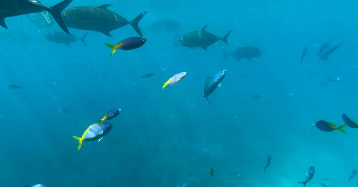 Les espèces de poissons les plus fascinantes à découvrir