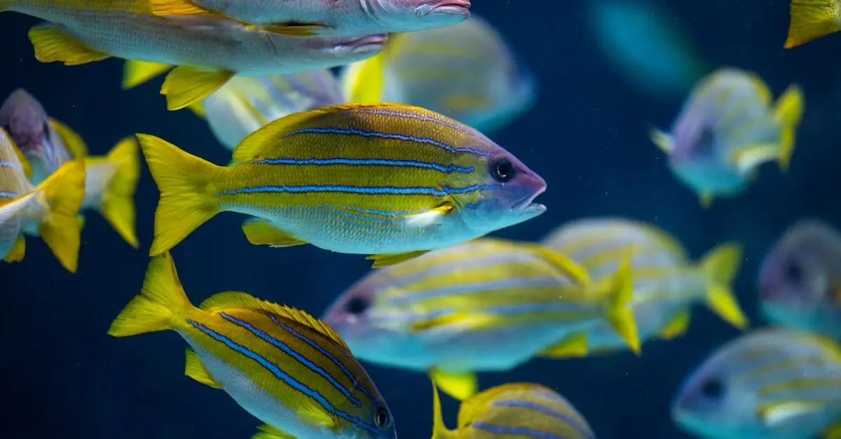 Comment installer un aquarium d'eau salée chez soi