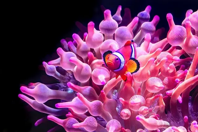 Les Poissons les Plus Insaisissables du Monde à Découvrir