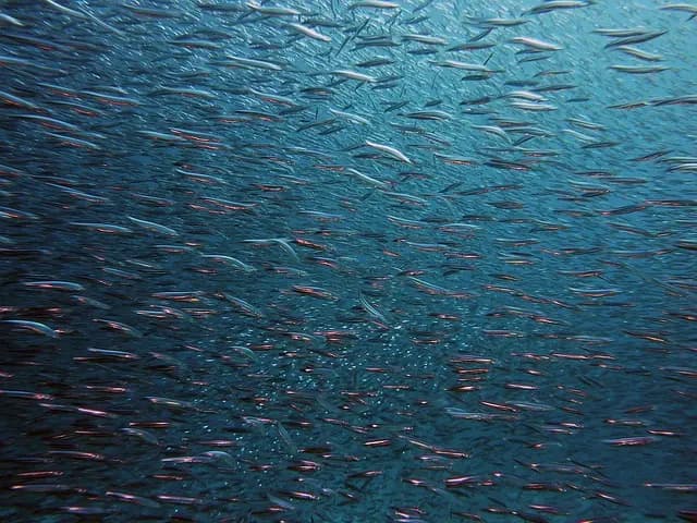 Les adaptations des poissons aux différents milieux aquatiques