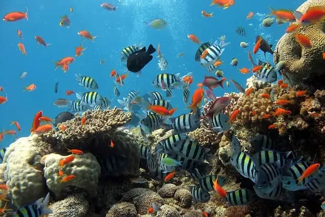 Les Poissons des Récifs Coralliens : Écosystèmes À Découvrir