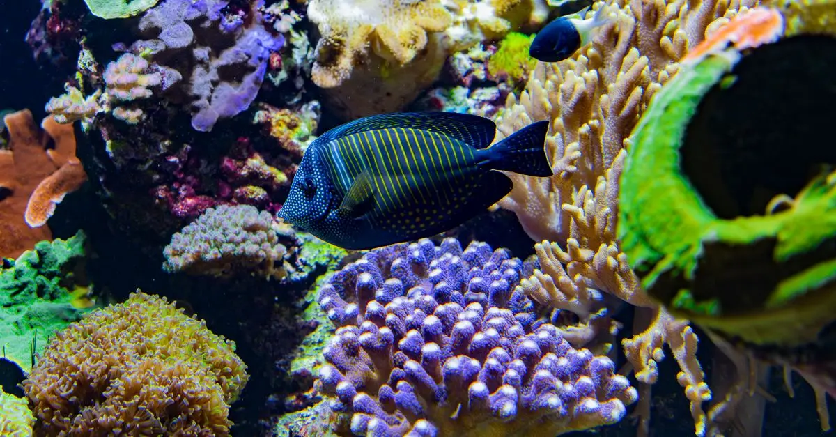 Les poissons les plus étonnants à découvrir dans le monde