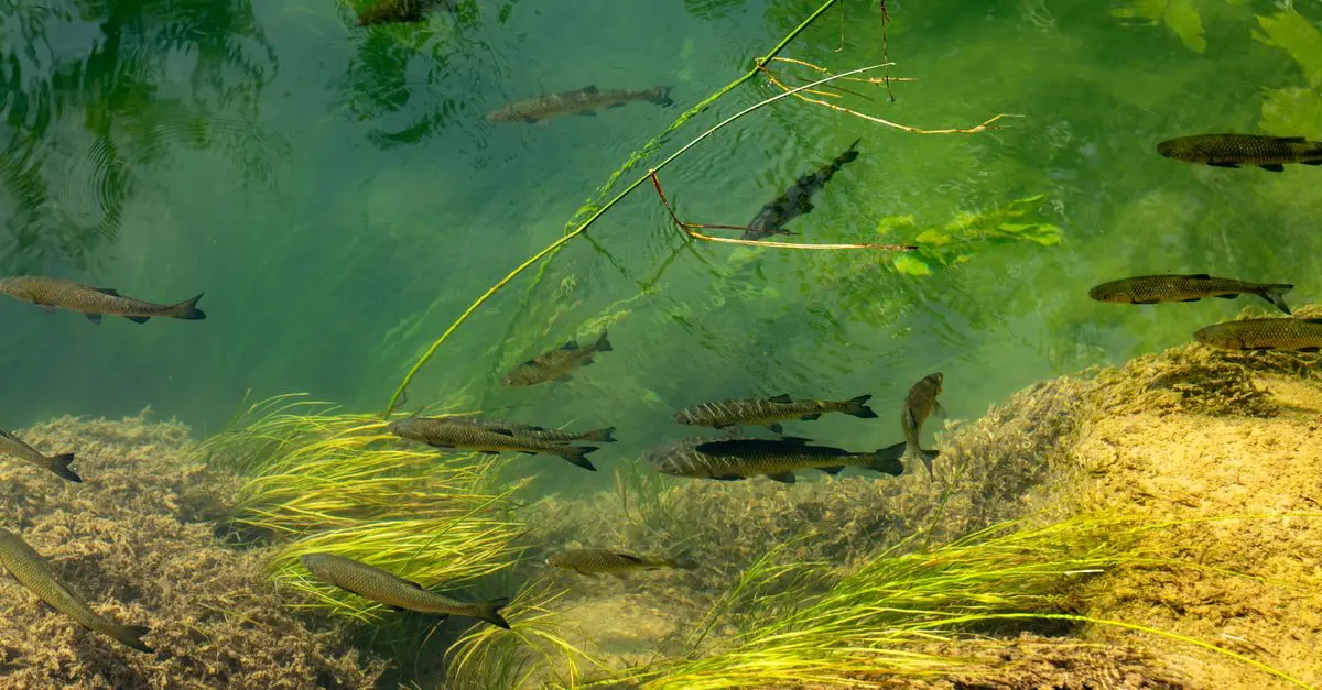 Les poissons des lacs : diversité incroyable à découvrir