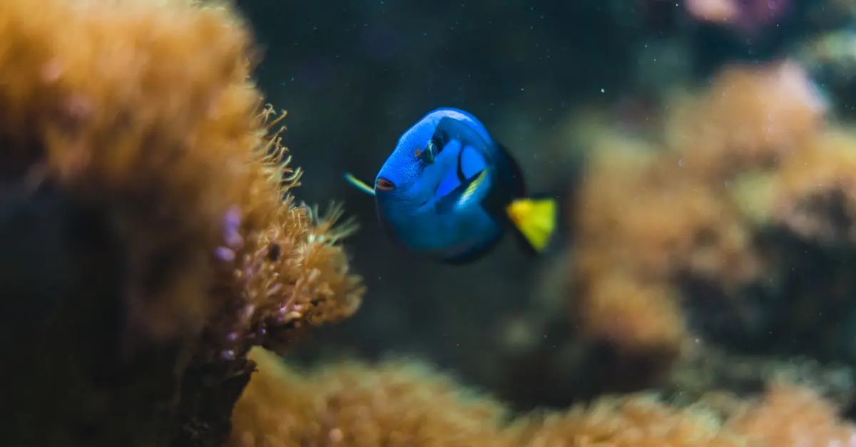 Les poissons qui changent de couleur : un phénomène fascinant