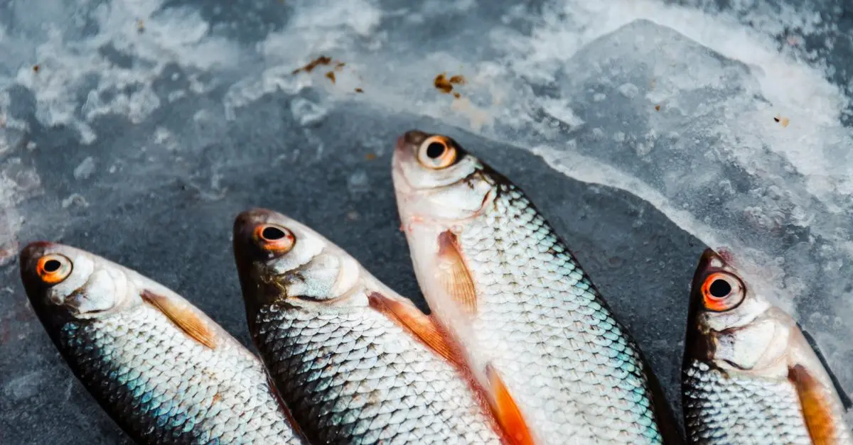 10 erreurs à éviter en aquariophilie