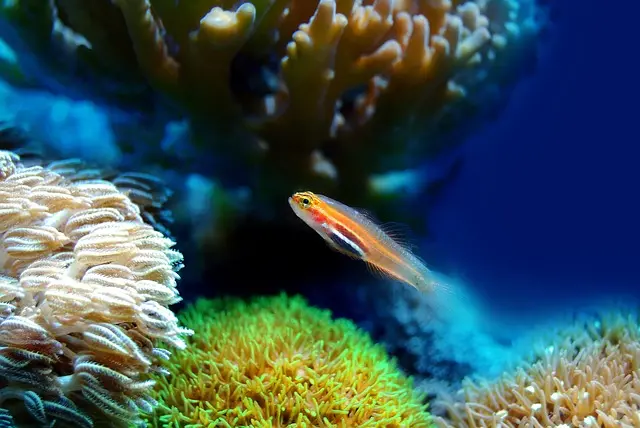 Les poissons les plus étonnants du monde à découvrir