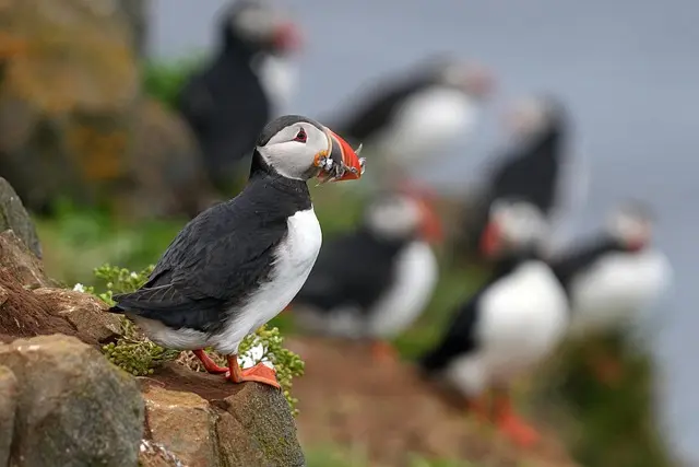 Les poissons les plus étonnants des océans à découvrir