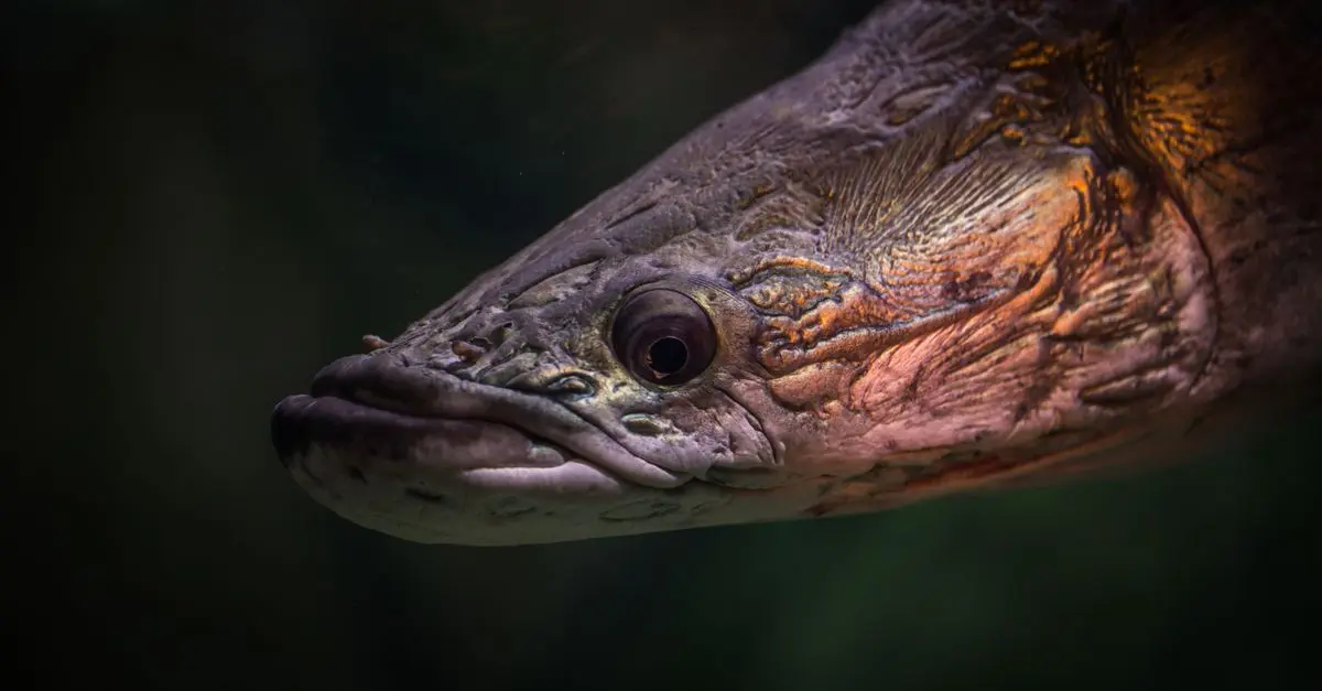 Les Poissons des Rivières : Biodiversité et Adaptations Fascinantes