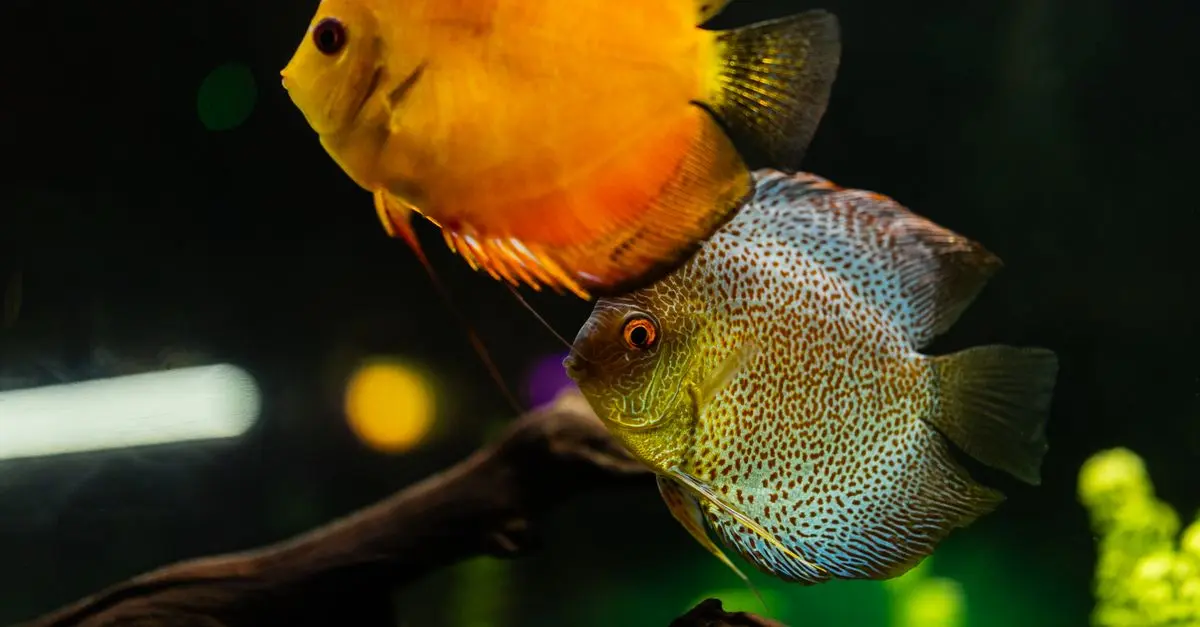 Les poissons d'eau douce les plus colorés à découvrir