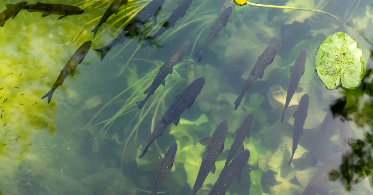 Découverte des poissons d'eau douce : espèces fascinantes