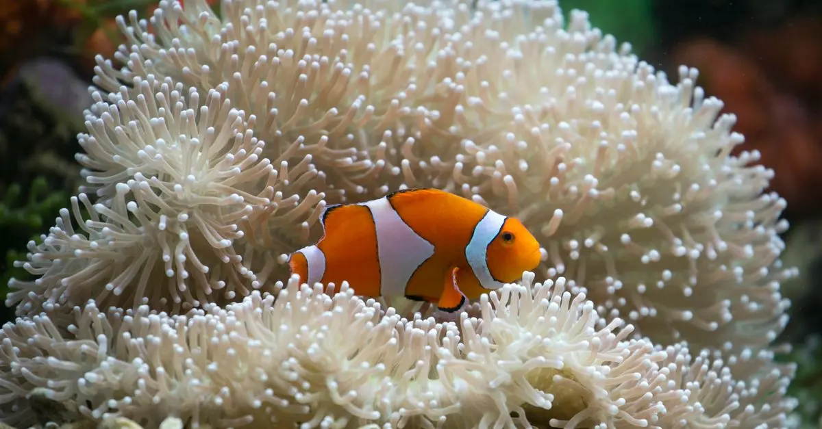 Impact du changement climatique sur la vie des poissons