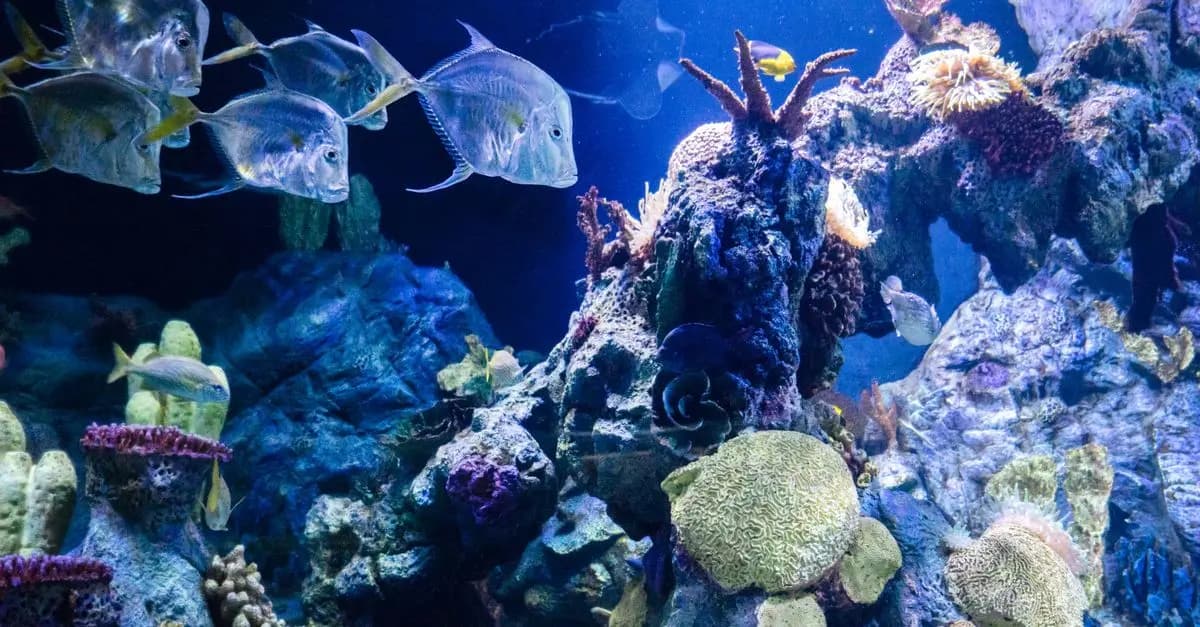 Les Poissons des Mers Tropicales : Espèces Fascinantes à Découvrir