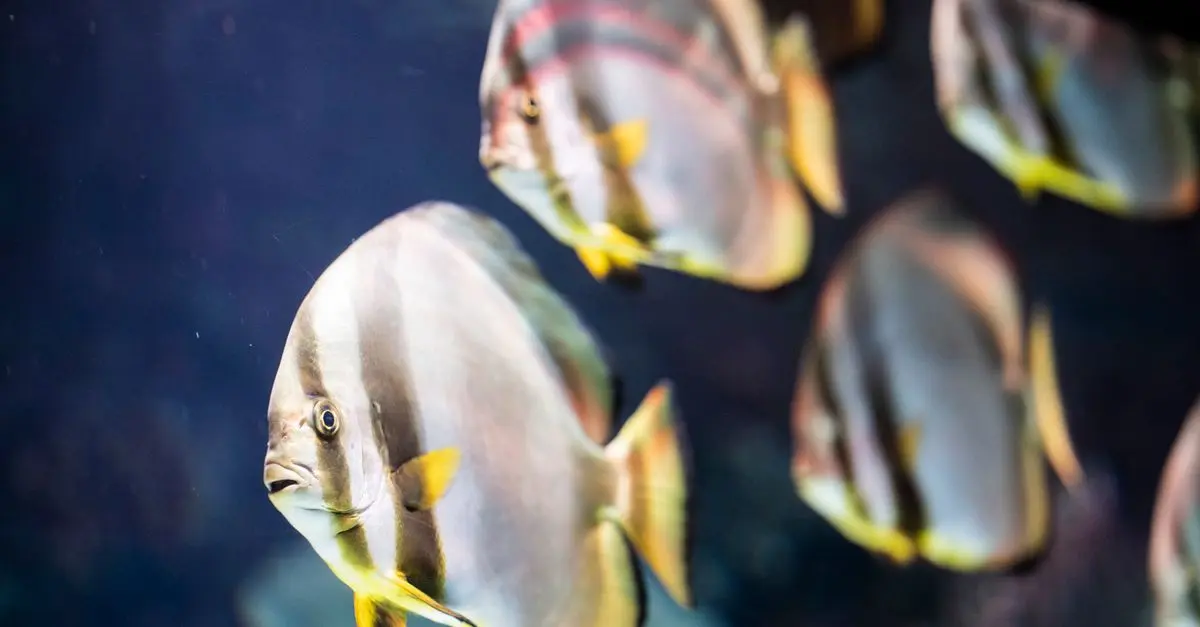 Les top 5 des aquariums publics à visiter en France