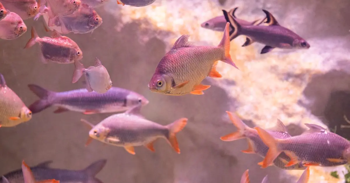 Les poissons parfaits pour un aquarium communautaire