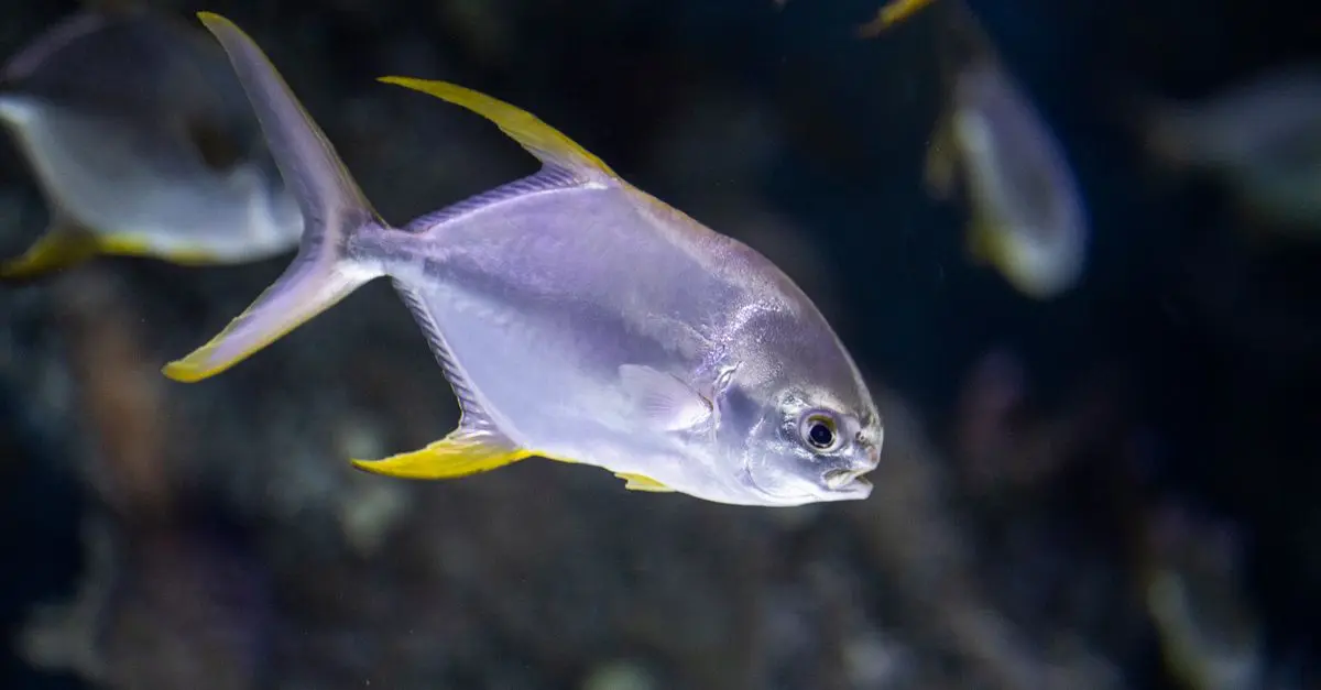 Les Poissons Caméléons : Se Fondre pour Survivre