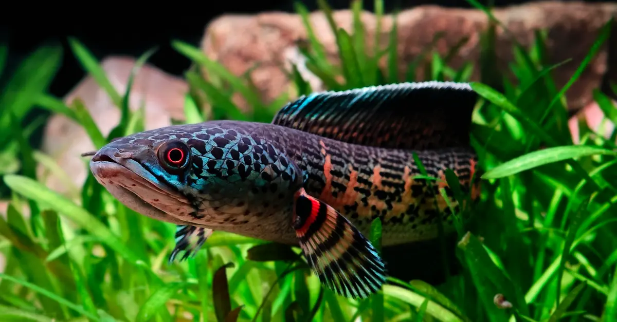 Les poissons d'eau douce les plus exotiques à découvrir