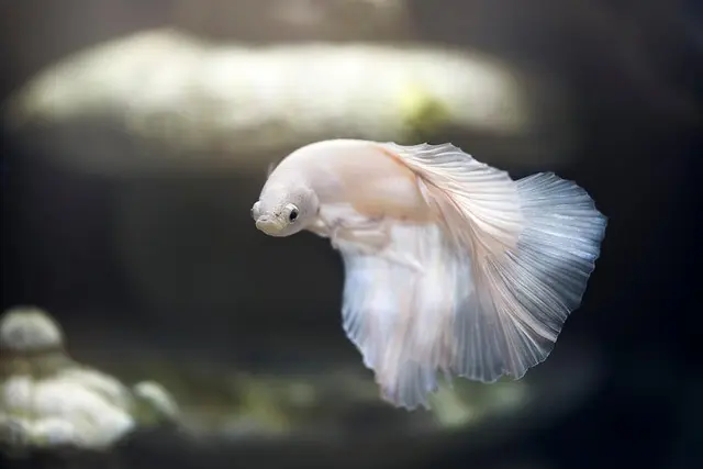 Les Adaptations Fascinantes des Poissons dans le Monde