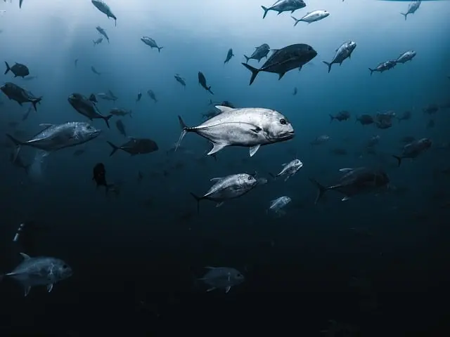 Les Poissons Migrateurs : Un Voyage Fascinant à Découvrir