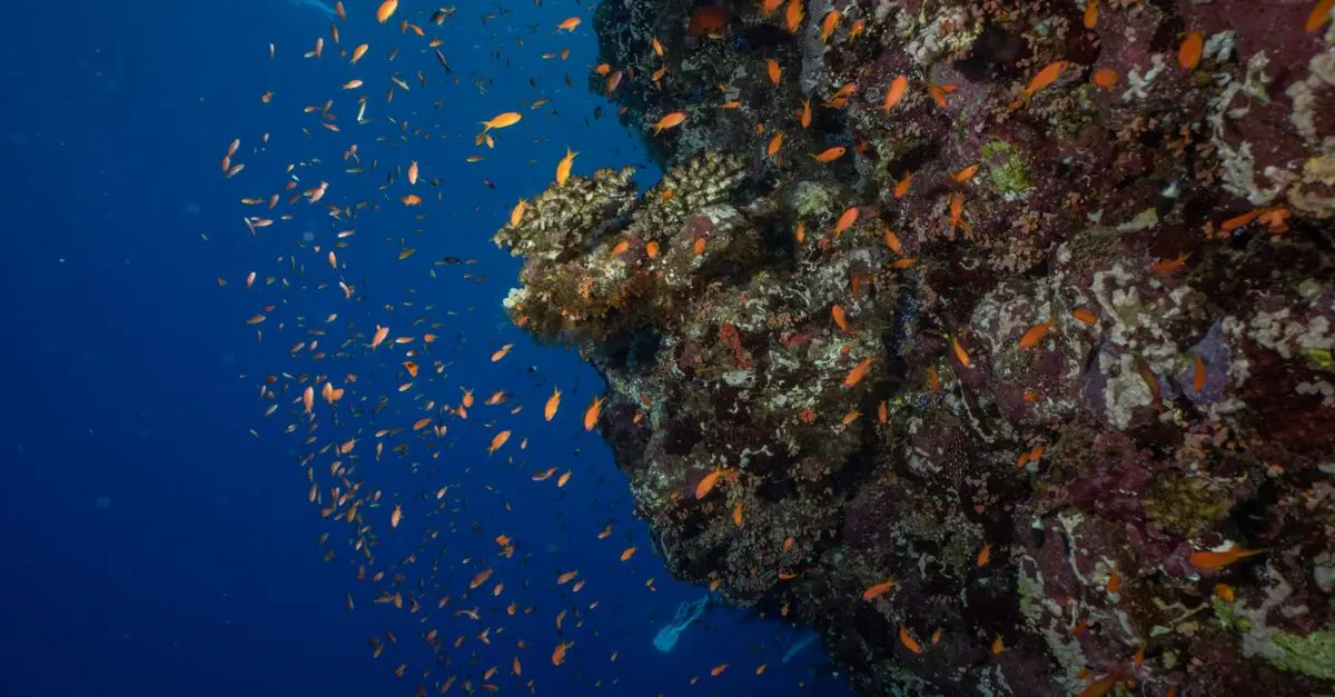 Les poissons migrateurs : voyages fascinants à travers les océans