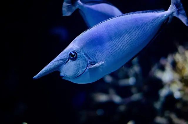 Les poissons d'eau douce les plus intéressants à découvrir