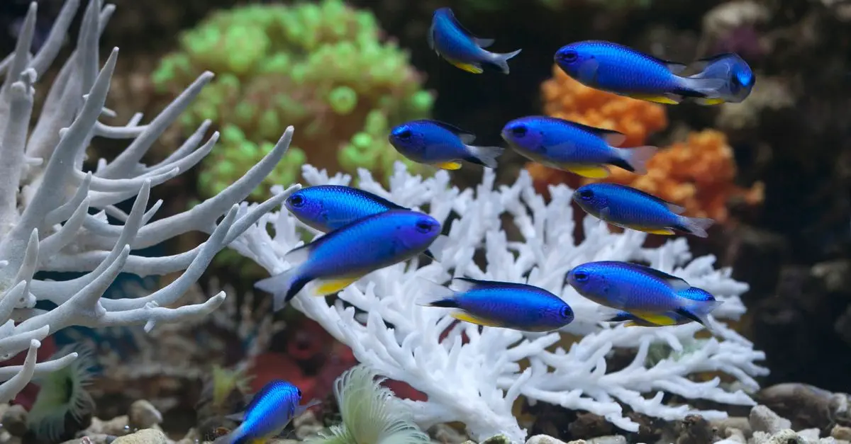Les poissons du monde : comprendre leur diversité et habitat