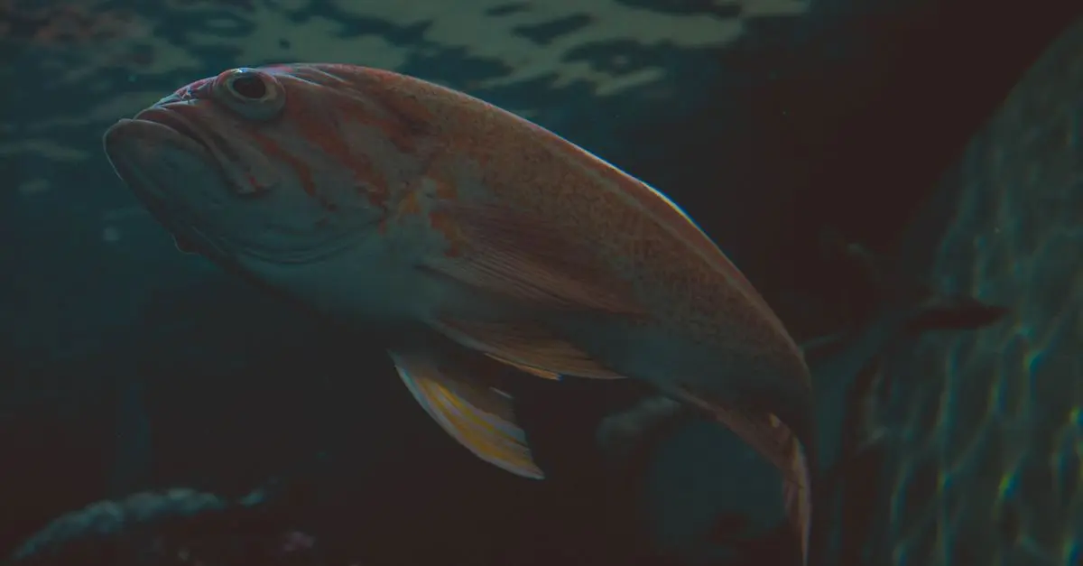 Explorer les eaux profondes : les poissons abyssaux