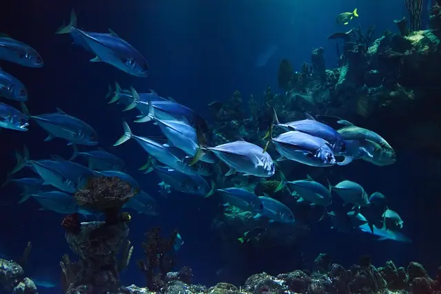 Les poissons les plus curieux du monde : un voyage fascinant