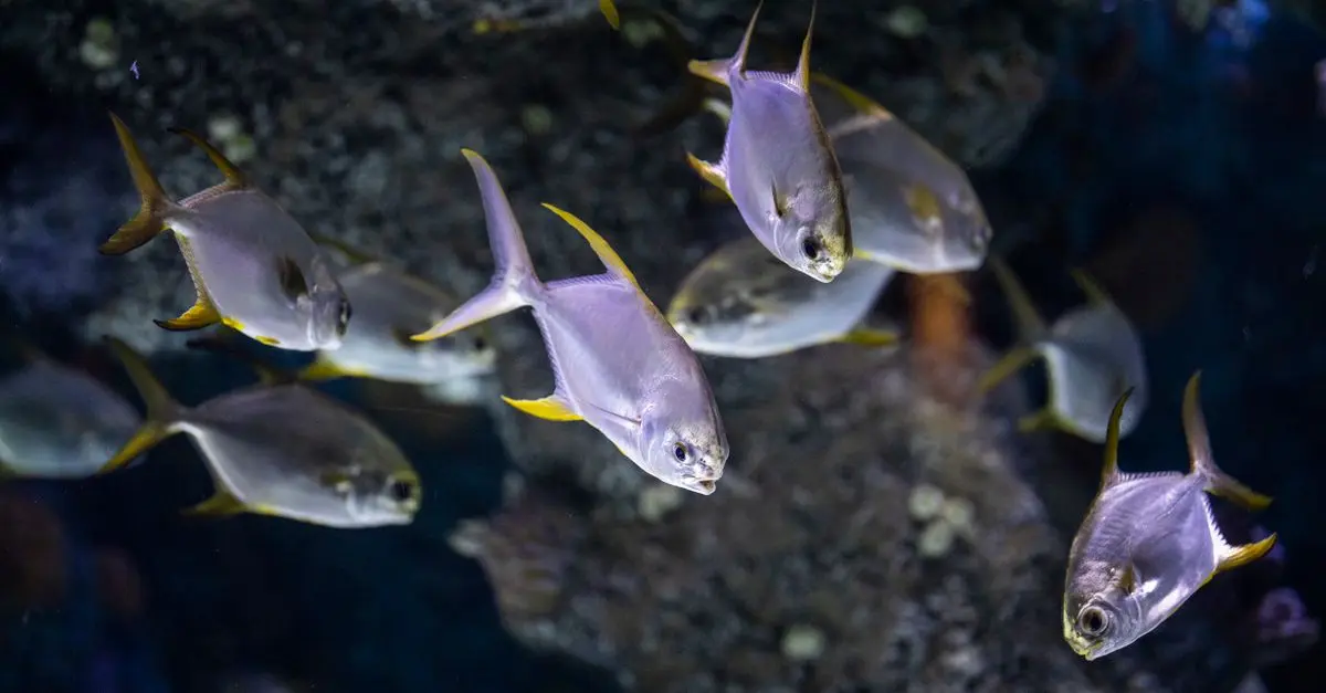 Poissons d'or et d'argent : symboles et significations