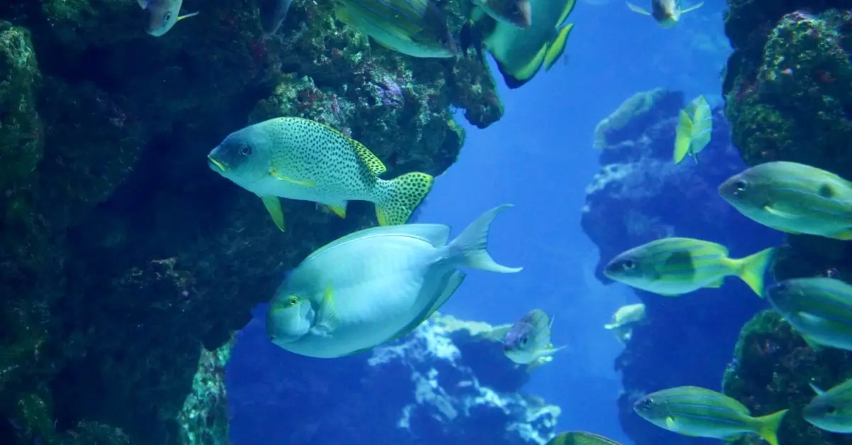 Découverte des poissons endémiques des quatre coins du monde