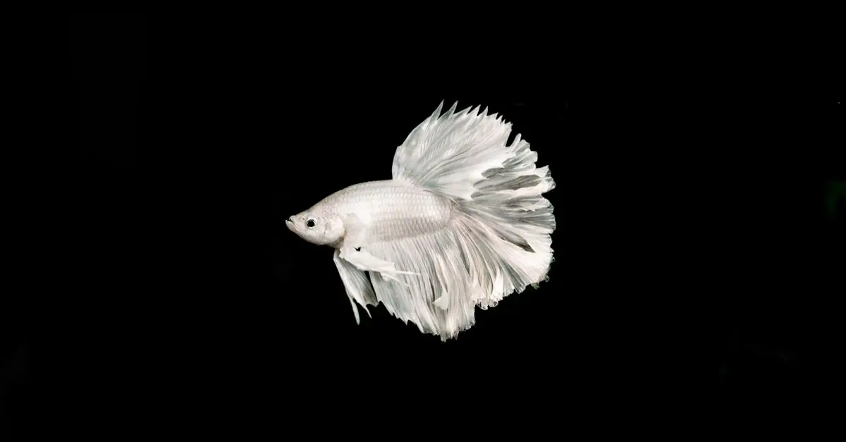 Tout savoir sur le poisson-beta : maintien et soins