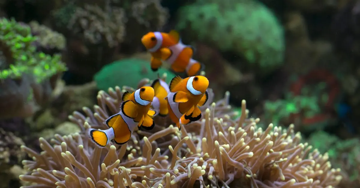 Les espèces de poissons qui pratiquent l'incubation buccale