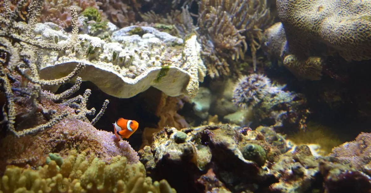 Comment reconnaître un poisson-clown ?
