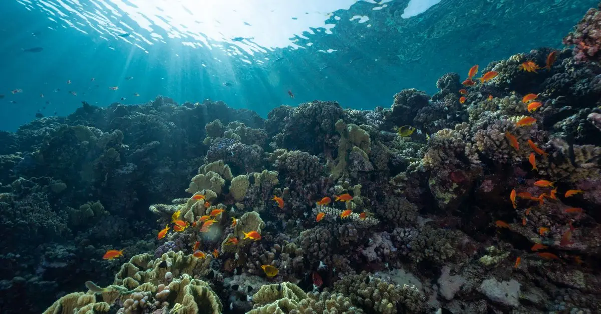 Les poissons les plus fascinants des océans à découvrir