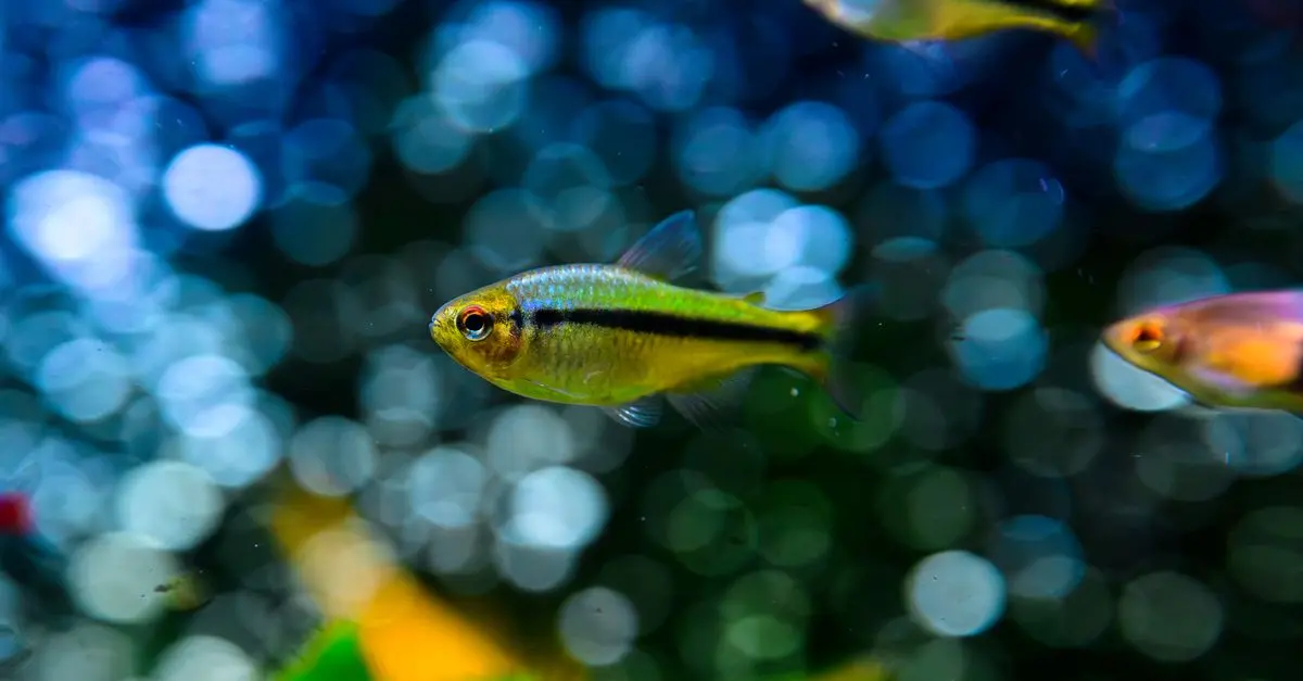 Les poissons d'eau douce les plus captivants à découvrir