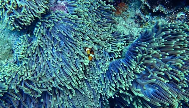 Les Comportements Étranges des Poissons à Travers le Monde